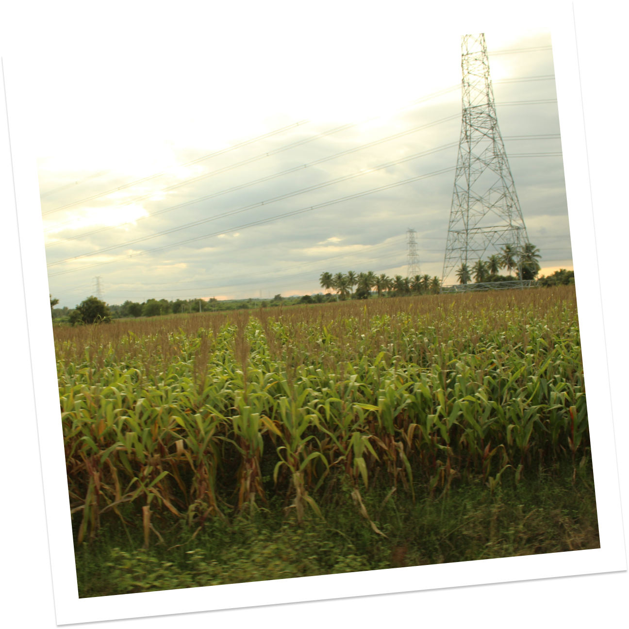 Nandi Farms Phase II Buy Agriculture Land For Sale Near Bangalore